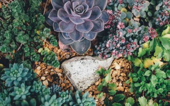 succulents-1030982_1920 (1)