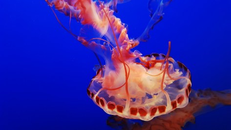 monterey-2775906_1920.jpg